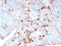 Formalin-fixed, paraffin embedded human tonsil sections stained with 100 ul anti-Lambda Light Chain (clone LAM03) at 1:100. HIER epitope retrieval prior to staining was performed in 10mM Citrate, pH 6.0.